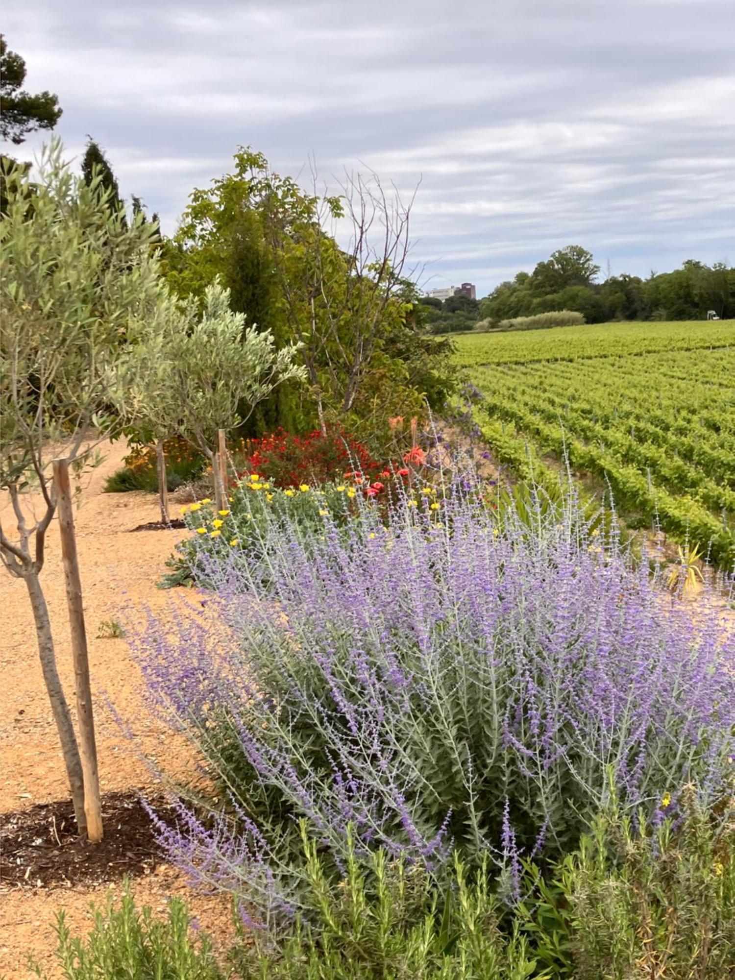 Domaine De L'Herbe Sainte Mirepeisset ภายนอก รูปภาพ